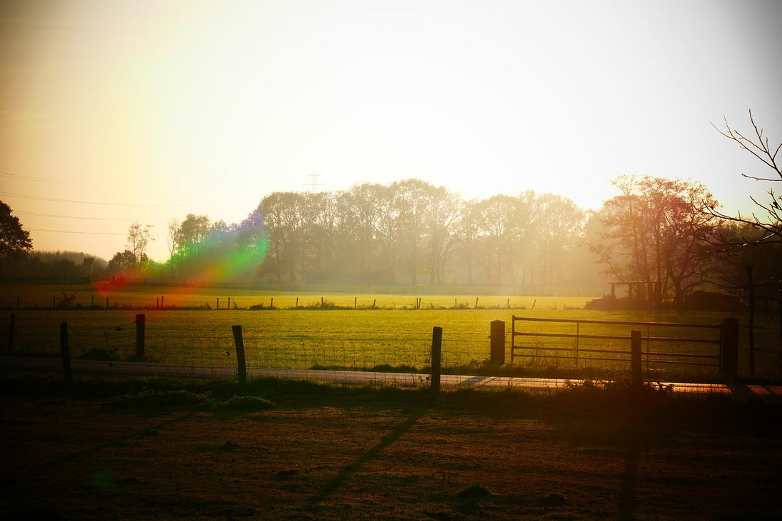 pastoral scene in early morning