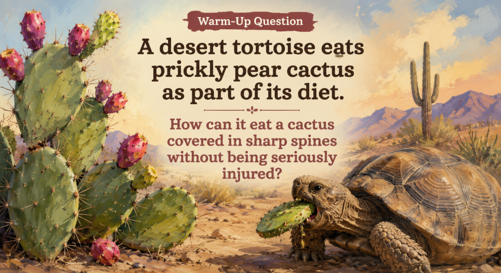 Under the Desert Sky Lesson Framework Slides Deck